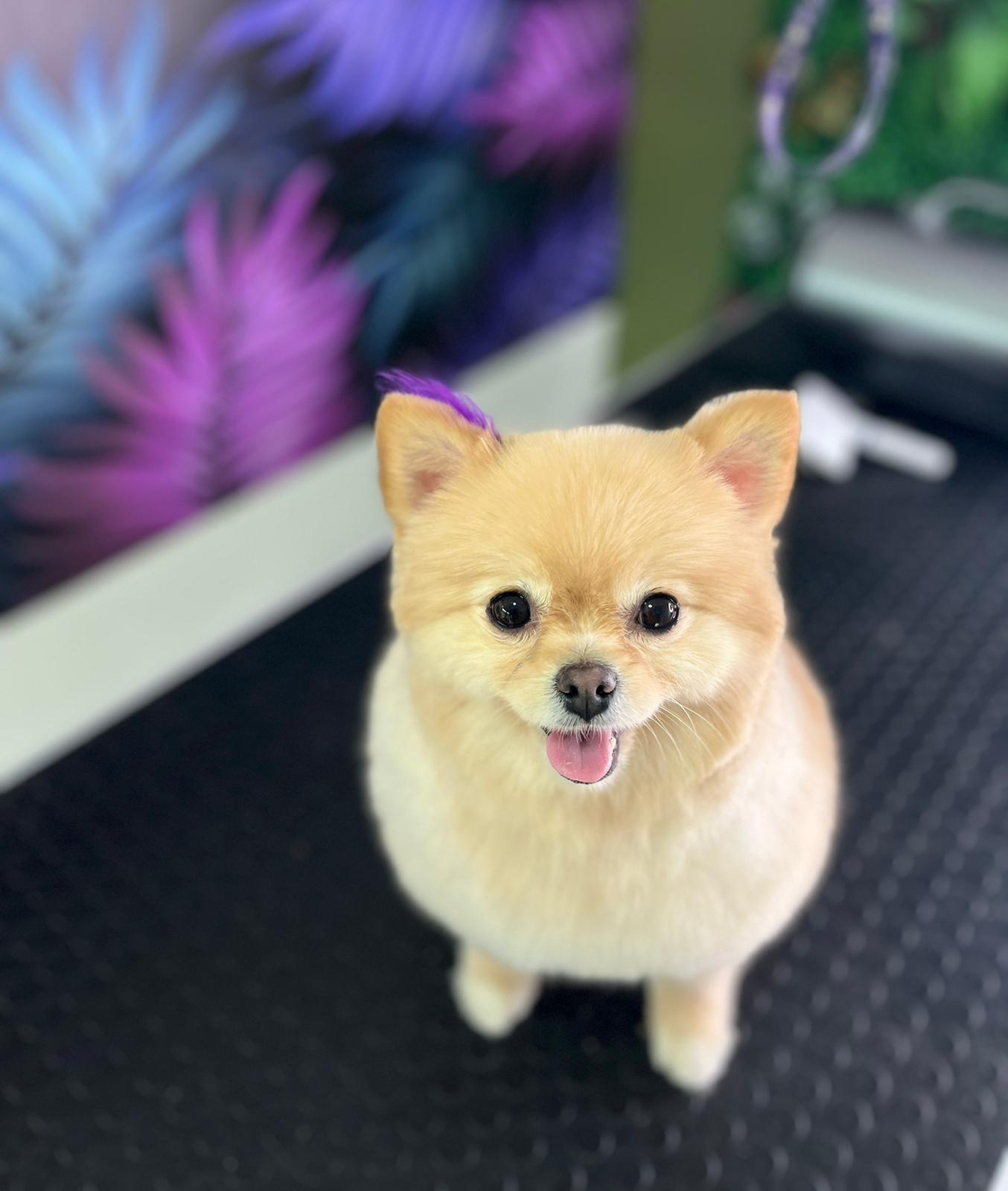 Tırnak Kesimi VooVPets