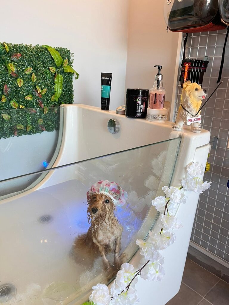 VooVPets Galeri 1