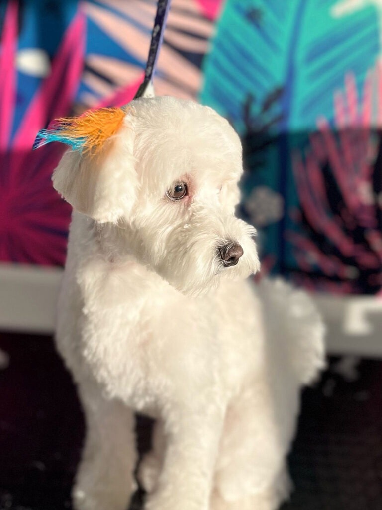 VooVPets Galeri 2