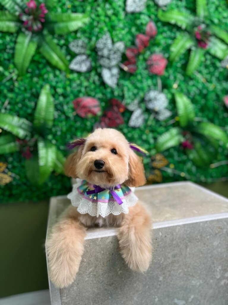 VooVPets Galeri 4