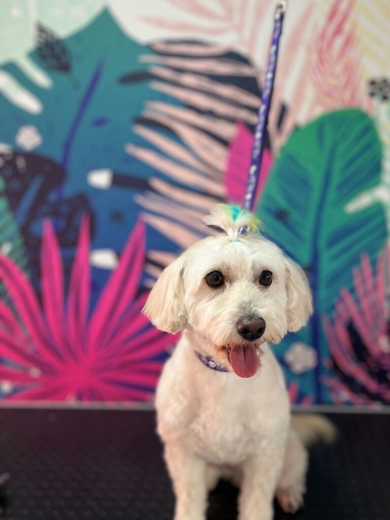 VooVPets Galeri 5