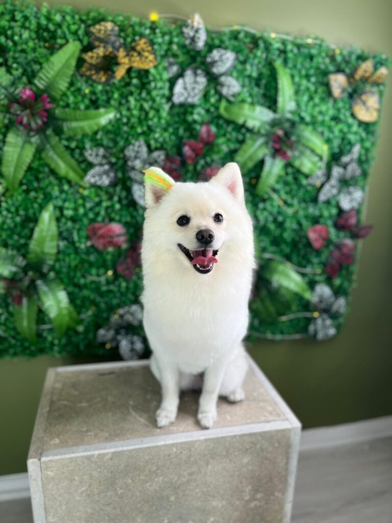 VooVPets Galeri 7