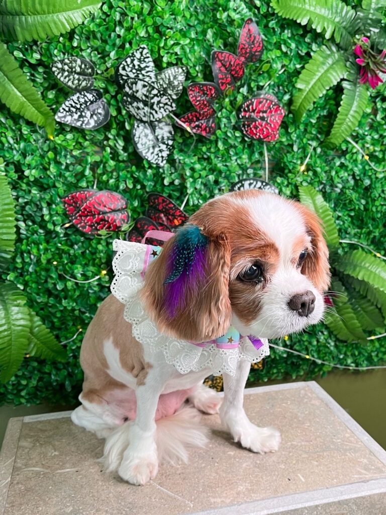 VooVPets Galeri 9