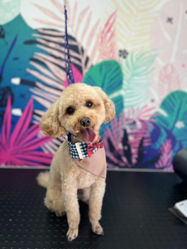 VooVPets Galeri 10
