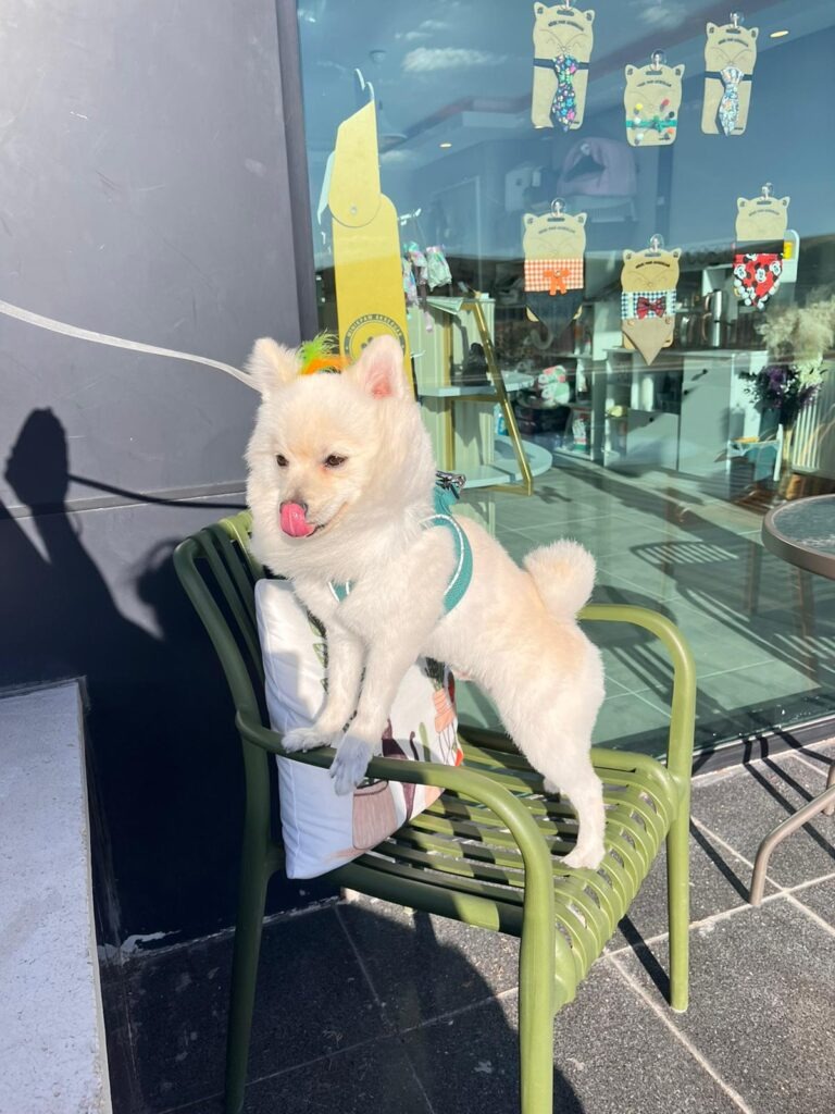 VooVPets Galeri 11