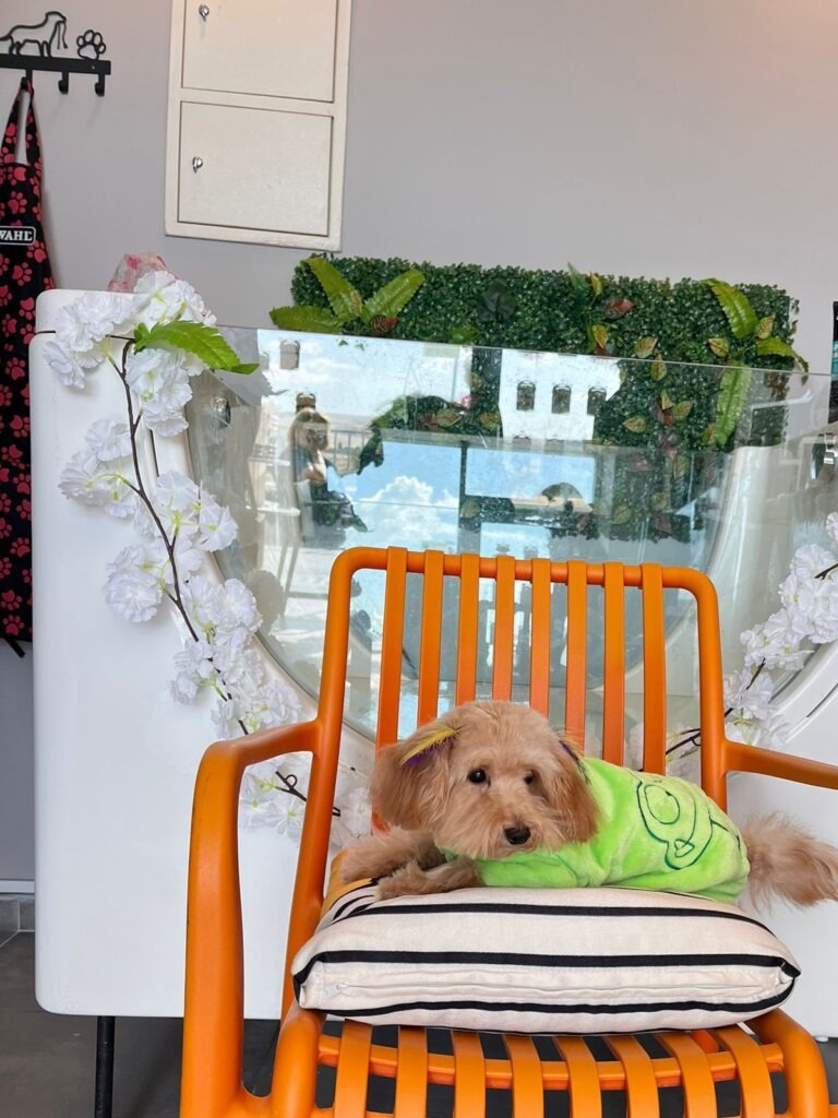 VooVPets Galeri 12