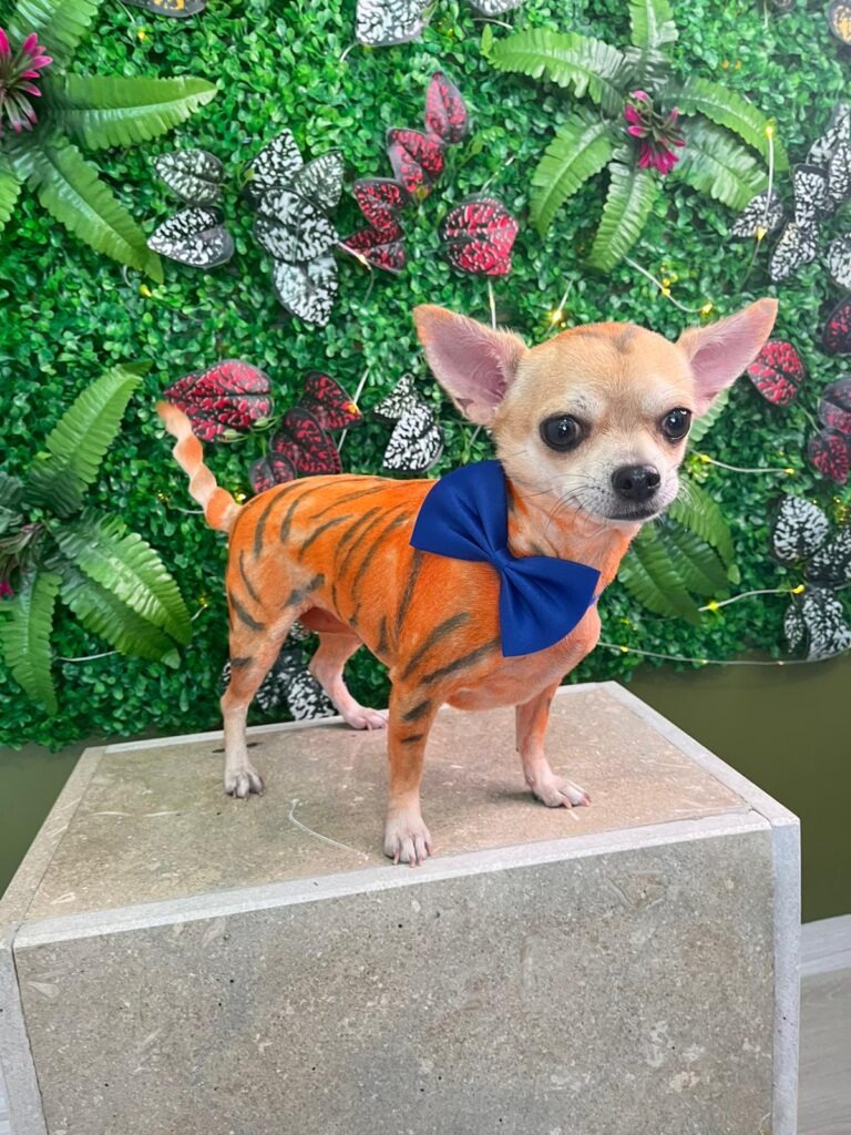 VooVPets Galeri 16
