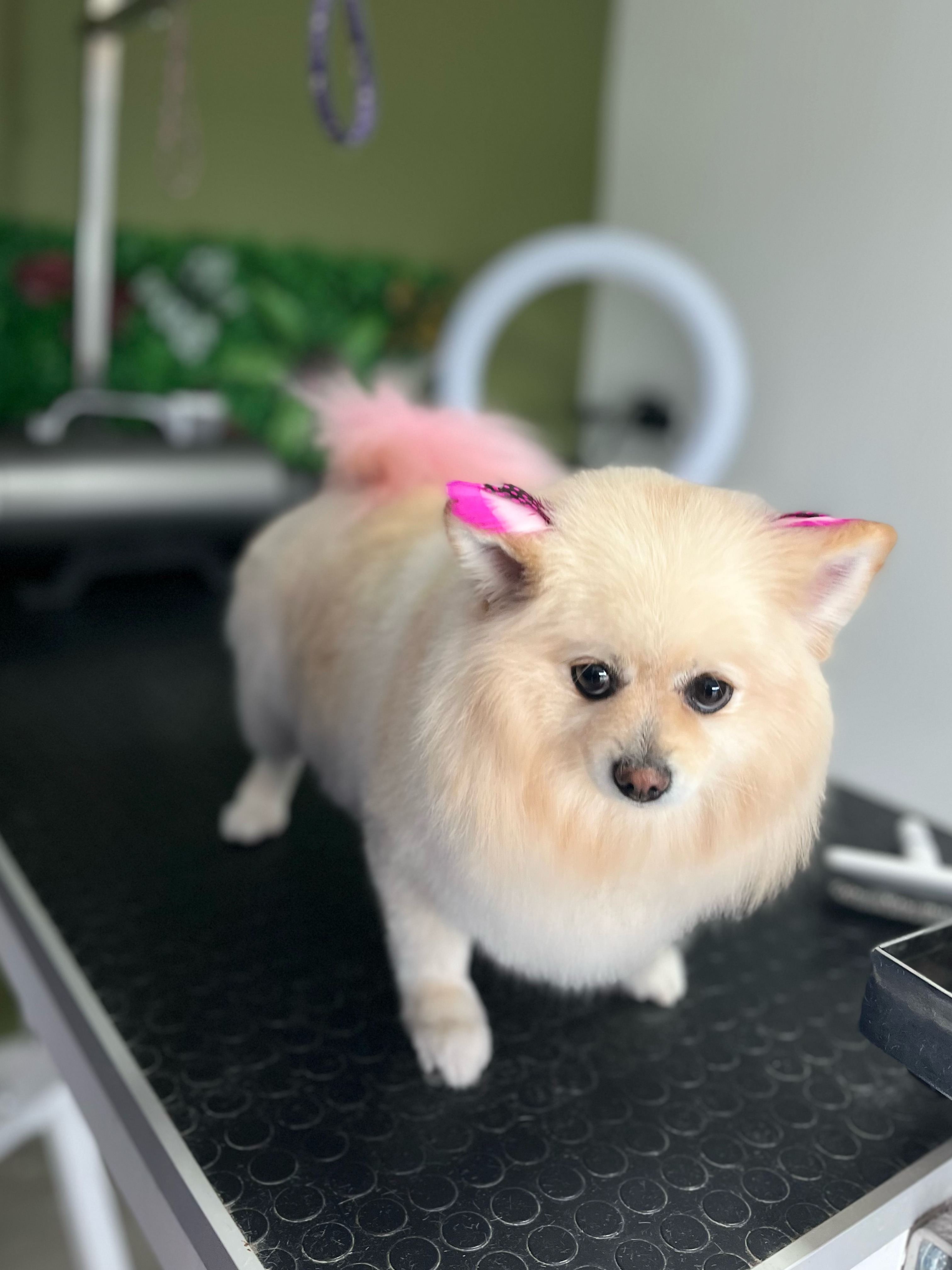 Köpek Bakımı VooVPets