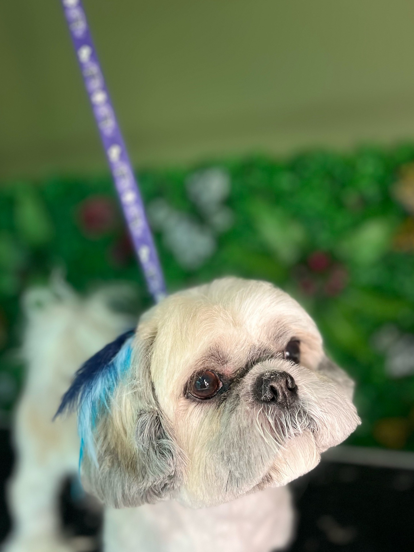 Köpek Bakımı VooVPets