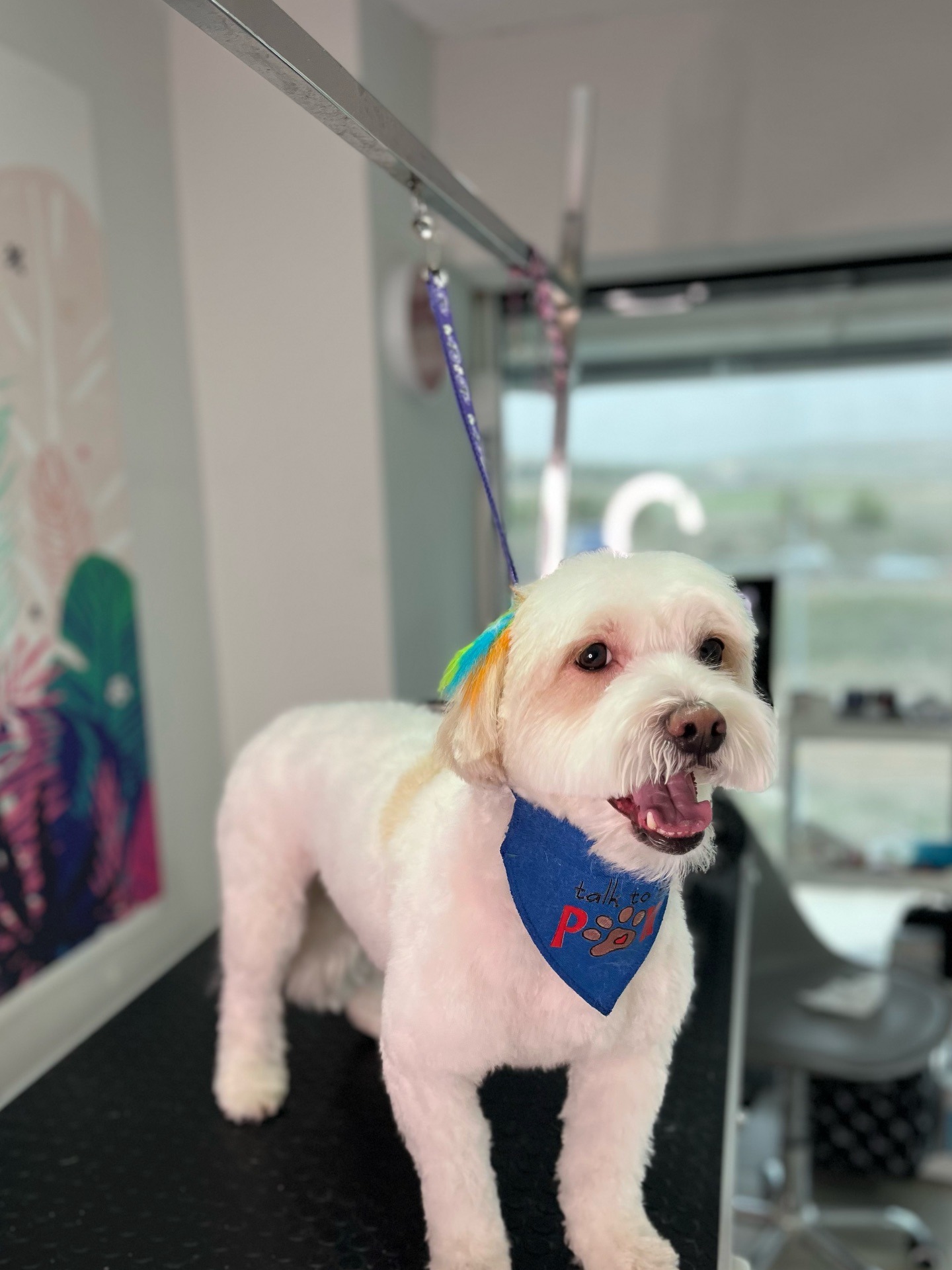 Köpek Bakımı VooVPets