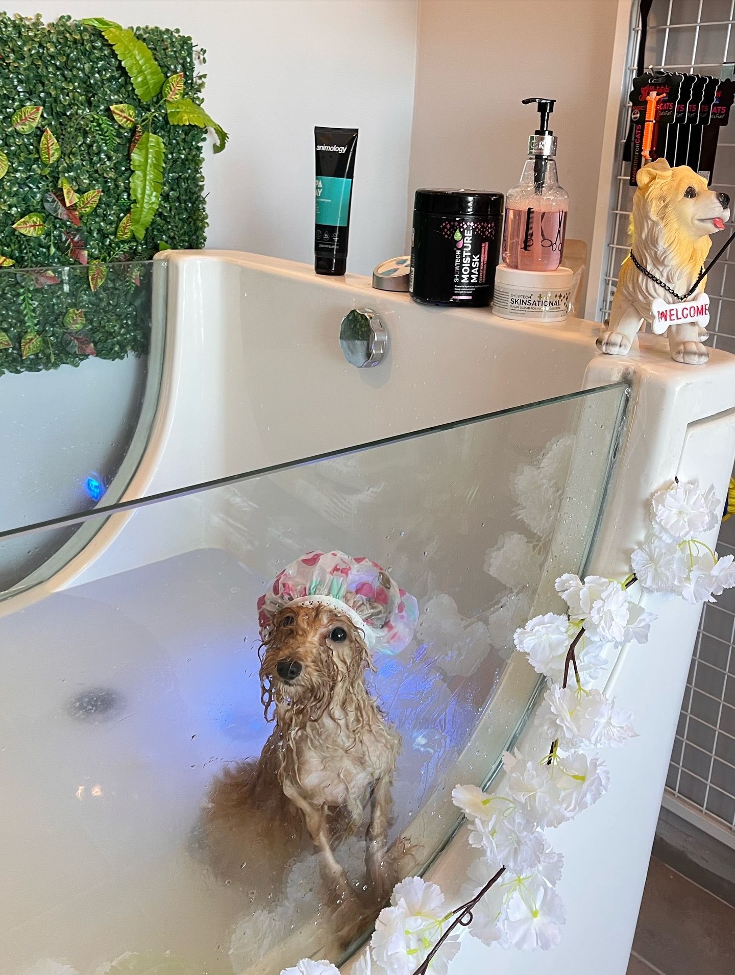 Ozon SPA VooVPets